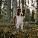 corporate intelligence landscape overview