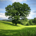 Living With Trees Means Taking Them Seriously