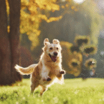 Happy Valley Pet Hospital: Exceptional Care for Your Beloved Pets