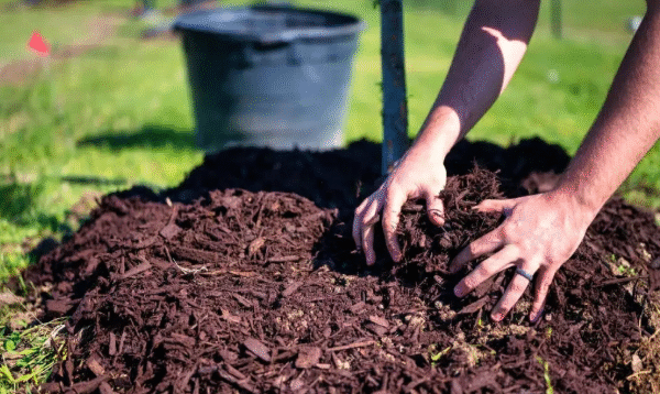 Three Inches Once Beats Two Thin Mulch Deliveries