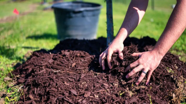 Three Inches Once Beats Two Thin Mulch Deliveries